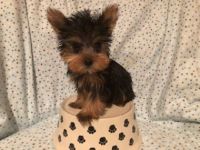 Yorkshire Terrier Puppies for sale in West Bloomfield Township, MI, USA. price: NA