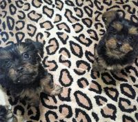 Yorkshire Terrier Puppies for sale in Grant-Valkaria, FL, USA. price: NA