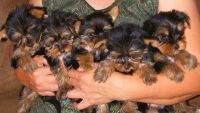 Yorkshire Terrier Puppies for sale in Minnesota City, MN 55959, USA. price: NA