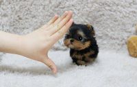 Yorkshire Terrier Puppies for sale in CA-1, Morro Bay, CA, USA. price: NA