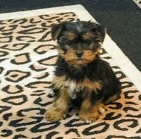 Yorkshire Terrier Puppies for sale in Grant-Valkaria, FL, USA. price: NA