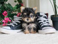 Yorkshire Terrier Puppies for sale in Jackson, MI, USA. price: NA