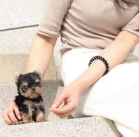 Yorkshire Terrier Puppies for sale in Hoffman, Monroe Township, NJ 08831, USA. price: NA