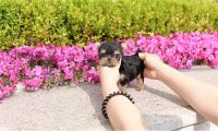 Yorkshire Terrier Puppies for sale in Arlington, VA, USA. price: NA