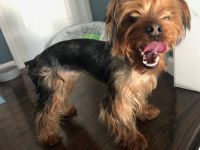 Yorkshire Terrier Puppies for sale in Suffolk County, NY, USA. price: NA