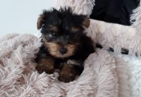 Yorkshire Terrier Puppies for sale in 6301 S Archer Rd, Summit, IL 60501, USA. price: NA