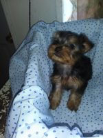 Yorkshire Terrier Puppies for sale in 25340 390th St, Pittsfield, IL 62363, USA. price: NA