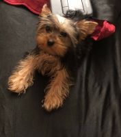 Yorkshire Terrier Puppies for sale in Ridgefield, NJ, USA. price: NA