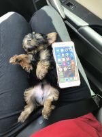 Yorkshire Terrier Puppies for sale in Ocoee, FL, USA. price: NA