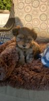Yorkshire Terrier Puppies for sale in Albertville, MN, USA. price: NA