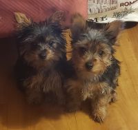 Yorkshire Terrier Puppies for sale in Long Beach, CA 90805, USA. price: NA