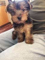 Yorkshire Terrier Puppies for sale in Somerville, TX 77879, USA. price: NA
