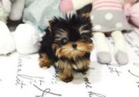 Yorkshire Terrier Puppies for sale in Clyde, TX 79510, USA. price: NA
