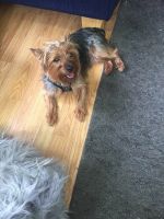 Yorkshire Terrier Puppies for sale in Indianapolis, IN, USA. price: NA