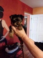 Yorkshire Terrier Puppies for sale in Ruidoso, NM, USA. price: NA
