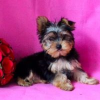 Yorkshire Terrier Puppies for sale in North Canton, OH, USA. price: NA