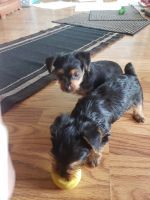 Yorkshire Terrier Puppies for sale in Fort Atkinson, WI, USA. price: NA