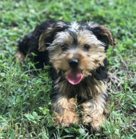 Yorkshire Terrier Puppies for sale in Palm Beach, FL, USA. price: NA