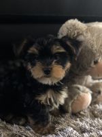 Yorkshire Terrier Puppies for sale in Coral Gables, FL, USA. price: NA