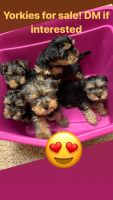 Yorkshire Terrier Puppies for sale in Farmington Hills, MI 48336, USA. price: NA