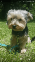 Yorkshire Terrier Puppies for sale in Menahga, MN 56464, USA. price: NA
