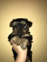 Yorkshire Terrier Puppies for sale in Hickory, NC, USA. price: NA
