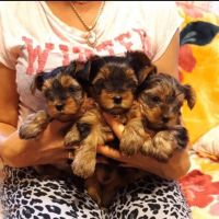Yorkshire Terrier Puppies for sale in Carol Stream, IL, USA. price: NA