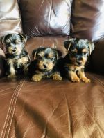 Yorkshire Terrier Puppies for sale in Moselle, MS 39459, USA. price: NA