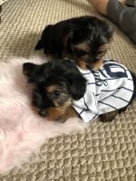 Yorkshire Terrier Puppies for sale in Rochester, NY, USA. price: NA