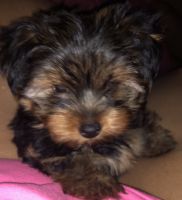 Yorkshire Terrier Puppies for sale in Duluth, GA, USA. price: NA