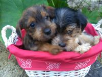Yorkshire Terrier Puppies for sale in Dalton, GA, USA. price: NA