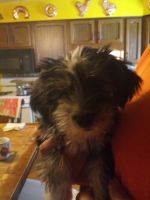 Yorkshire Terrier Puppies for sale in Lorain County, OH, USA. price: NA