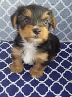 Yorkshire Terrier Puppies for sale in Brownstown Charter Twp, MI, USA. price: NA