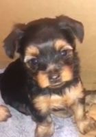 Yorkshire Terrier Puppies for sale in Severn, MD, USA. price: NA