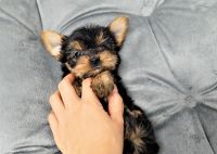 Yorkshire Terrier Puppies for sale in Orange County, CA, USA. price: NA