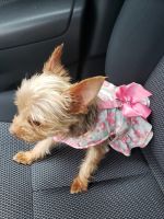 Yorkshire Terrier Puppies for sale in Fall River, MA, USA. price: NA