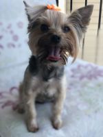 Yorkshire Terrier Puppies for sale in Rockville, MD, USA. price: NA