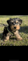 Yorkshire Terrier Puppies for sale in Archdale, NC, USA. price: NA