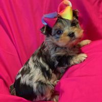 Yorkshire Terrier Puppies for sale in Warner Springs, CA 92066, USA. price: NA