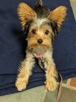Yorkshire Terrier Puppies for sale in Grand Island, NY, USA. price: NA