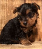Yorkshire Terrier Puppies for sale in Potters Hill, NC 28572, USA. price: NA