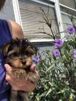 Yorkshire Terrier Puppies for sale in Virginia Beach, VA, USA. price: NA