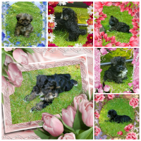Yorkshire Terrier Puppies for sale in Federal Way, WA, USA. price: NA