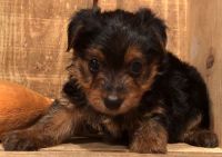Yorkshire Terrier Puppies for sale in Potters Hill, NC 28572, USA. price: NA