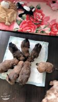 Yorkshire Terrier Puppies for sale in Charles Town, WV 25414, USA. price: NA