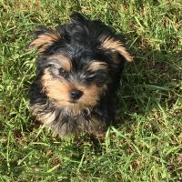 Yorkshire Terrier Puppies for sale in Richmond, TX, USA. price: NA