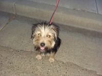 Yorkshire Terrier Puppies for sale in Dos Palos, CA 93620, USA. price: NA