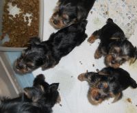 Yorkshire Terrier Puppies for sale in Gilroy, CA 95020, USA. price: NA