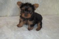 Yorkshire Terrier Puppies for sale in Hartford, CT 06143, USA. price: NA