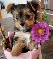 Yorkshire Terrier Puppies for sale in Miami, FL 33155, USA. price: NA